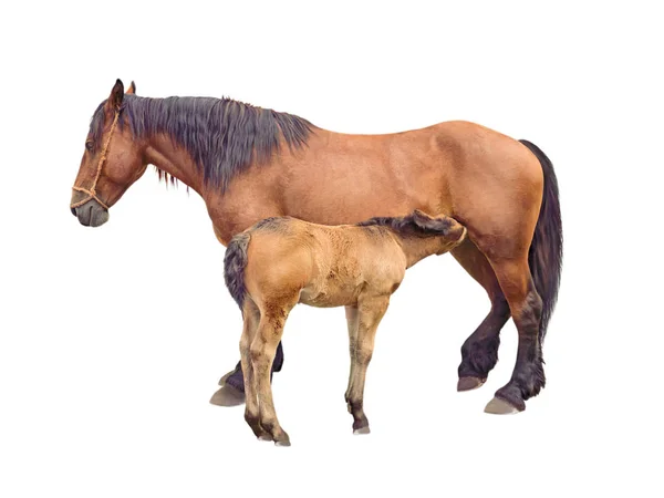 Klisna koně krmení hříbě — Stock fotografie