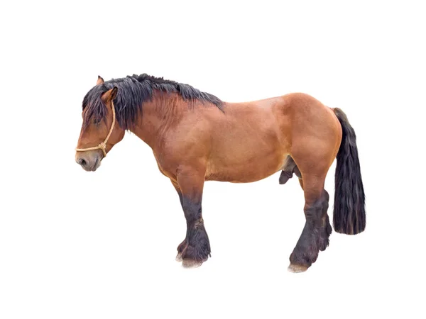 Koń ogier zimnokrwisty brązowy — Zdjęcie stockowe