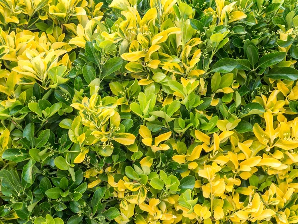 緑と黄色のブッシュ ヘッジファンド — ストック写真