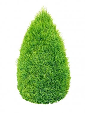 Green thuja shrub clipart