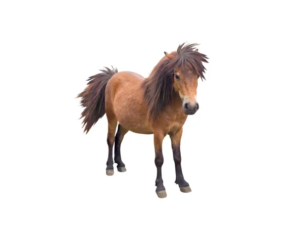 Brown pony horse — Stock Photo, Image