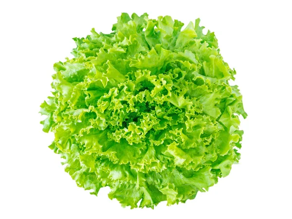 Groene batavia sla salade hoofd — Stockfoto