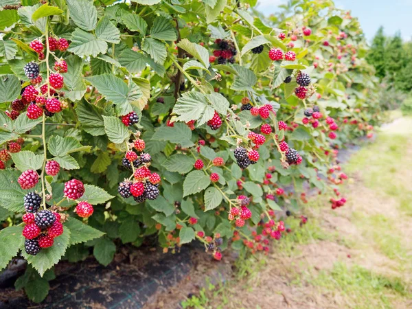 BlackBerry plantacji w północnej Hiszpanii — Zdjęcie stockowe