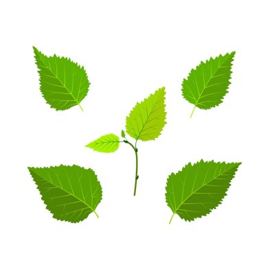 Huş yeşil set bırakır