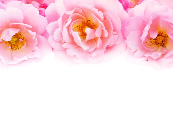 Rosa rosas encaracoladas no fundo branco — Fotografia de Stock