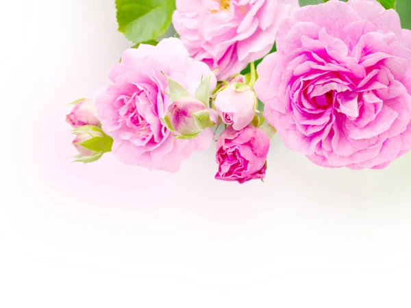 Rosas antigas no canto do fundo branco — Fotografia de Stock