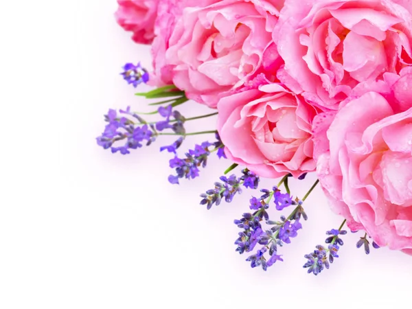 中のピンクのバラと白の backgro のコーナーでラベンダー — ストック写真