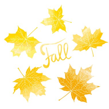 Yazı düşmek ve sarı akçaağaç yaprakları