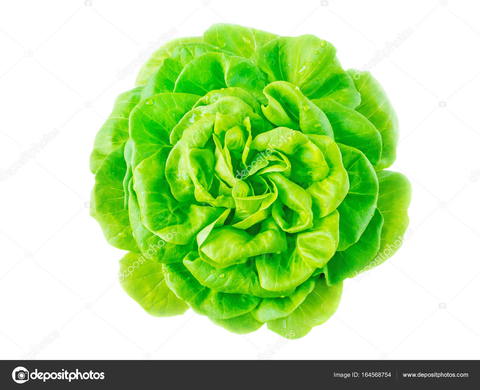Salatkopf mit Wassertropfen - Stockfotografie: lizenzfreie Fotos