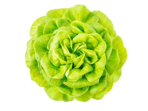 Lettuce salad rosette head — Stock Photo, Image