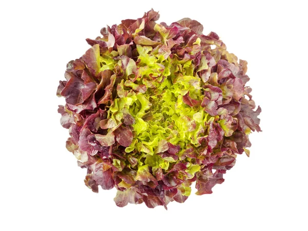 Red oak leaf lettuce salad head — Stock Photo, Image