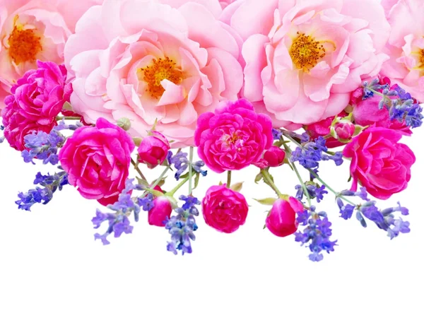 Rosa rosas encaracoladas, rosas cor-de-rosa vibrantes e provence lavender isola — Fotografia de Stock