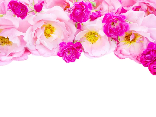 Rosa rosas encaracoladas e rosas cor-de-rosa vibrantes isoladas em branco — Fotografia de Stock