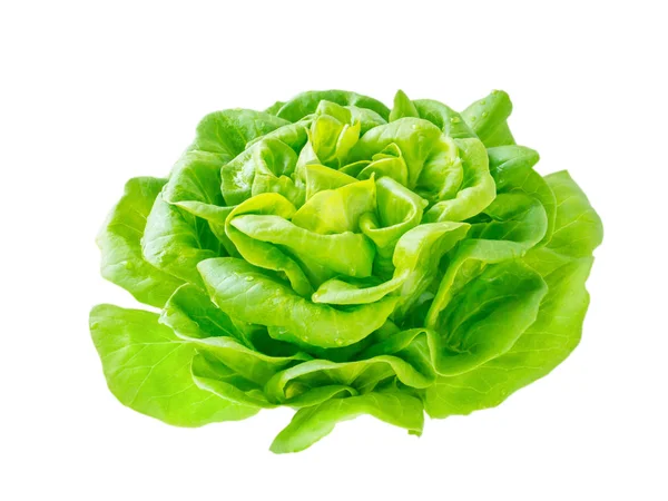 Салат з листям салату головка з краплями води — стокове фото