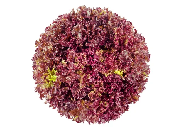 Lollo Rosso coral lettuce salad head — Stock Photo, Image