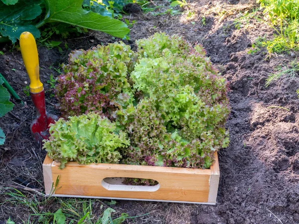 Harvesting Lollo rosso lettuce salad in the organic vegetable ga — Stock Photo, Image