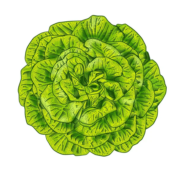 Green lettuce salad head top view — Stock Vector