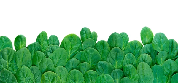 Long horizontal border of spinach leaves — Stock Photo, Image