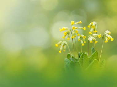 Primula veris çiçek arka plan bahar