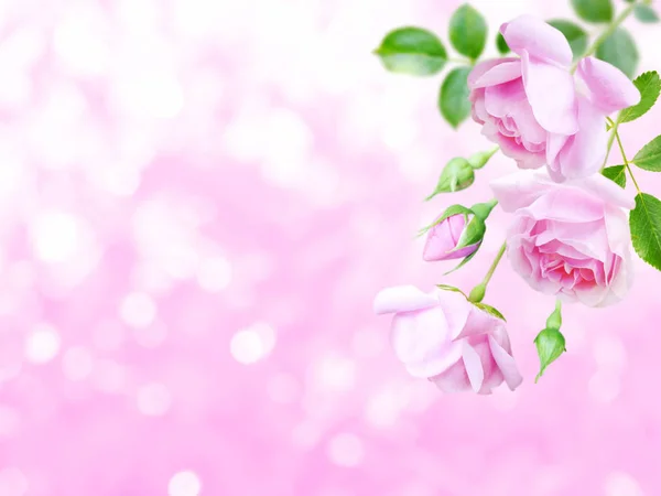 Rosas rosa pálidas no canto do fundo embaçado — Fotografia de Stock