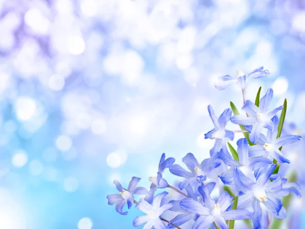 Chionodoxa blau frühen Frühling Blumen Zweig lizenzfreie Stockbilder