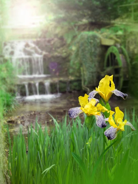Flores amarelas da íris no fundo do moinho de água — Fotografia de Stock