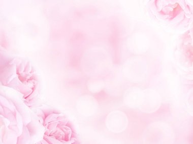 Arka plan bulanık köşesinde soluk pembe güller