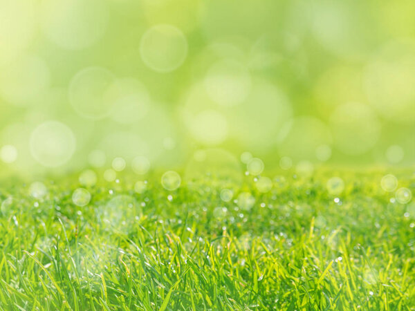 Fresh green grass lawn spring background