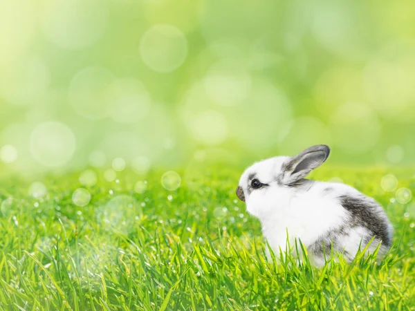 Lapin de Pâques blanc sur la pelouse verte fond de printemps — Photo