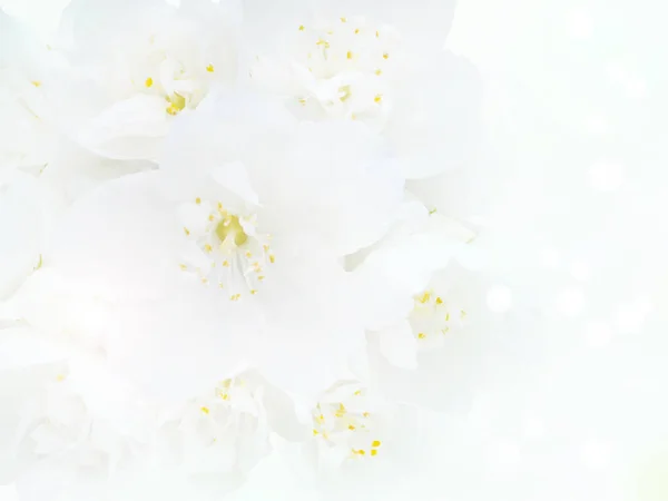 Белый английский букет цветов собачьей древесины — стоковое фото