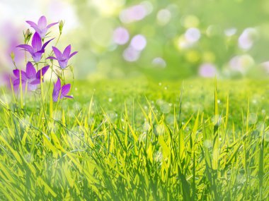 Bellflower çiçekler yaz arka plan Yayilim