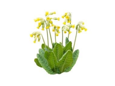 Primula veris sarı bahar çiçekleri 