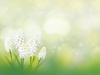 Muscari beyaz çiçekler arka plan bahar