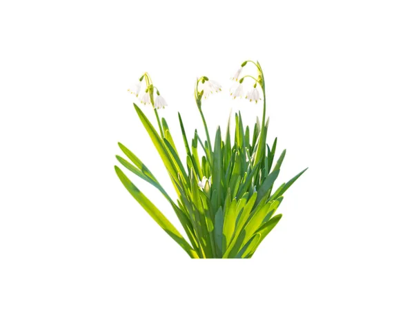 White snowdrop spring flowers — Stock Photo, Image