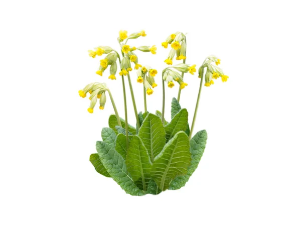 Primula veris žlutá jarní květiny — Stock fotografie