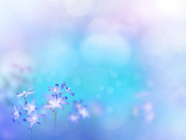 Chionodoxa blue early spring flowers blurred background — Stock Photo, Image