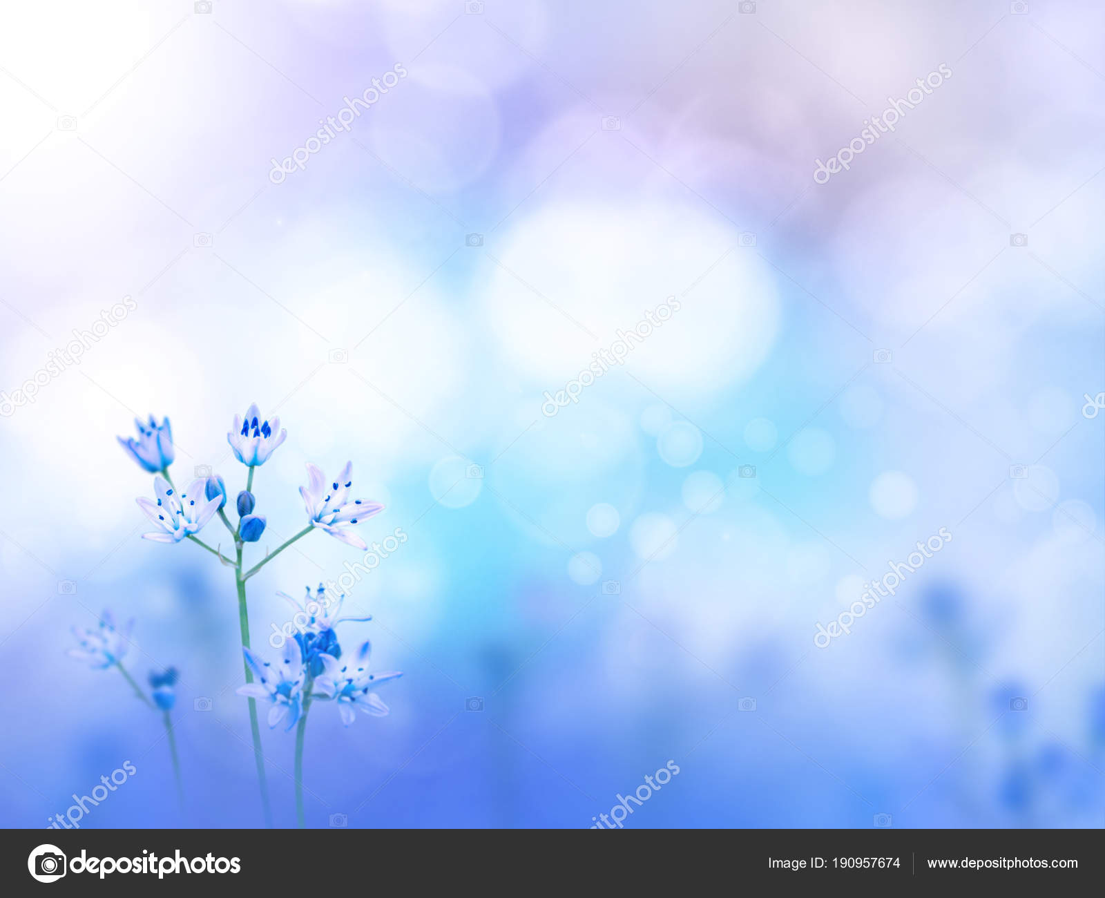 Light purple flowers blurred background — Stock Photo © photohampster  #190957674, image size:1600x1300