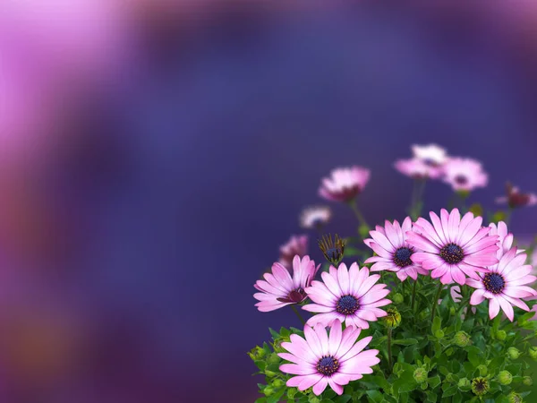 Koyu mavi arka plan bulanık Osteospermum çiçekler — Stok fotoğraf