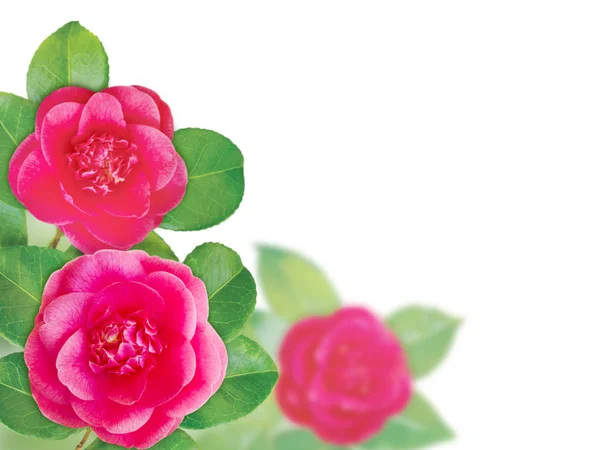 Pink camellia anemone form flowers corner — Stock Photo, Image