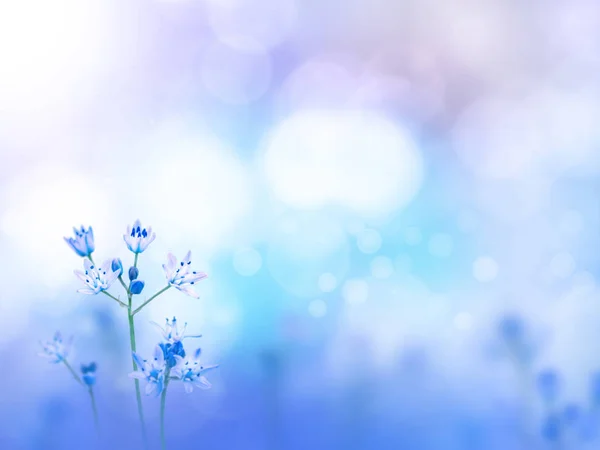 Světle fialové květy rozostřeného pozadí — Stock fotografie