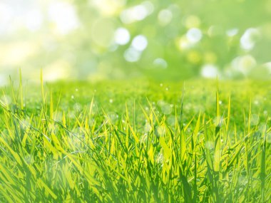 Güneşli yeşil çim çayır bahar arka plan