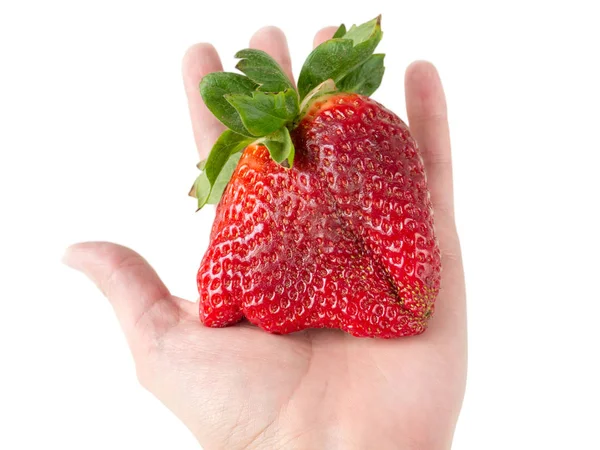 Giant strawberry on the hand — Stock Photo, Image