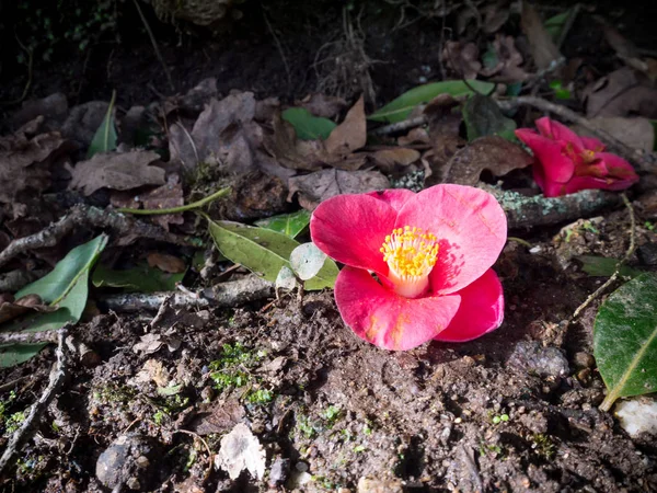 Flor de camélia rosa no chão — Fotografia de Stock