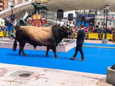 OVIEDO, SPAIN - May 12, 2018: Stockbreeder presents the bull at  clipart