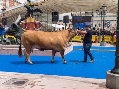 Oviedo, İspanya - 12 Mayıs 2018: Şampiyon Stockbreeder sunar
