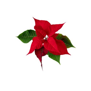 Poinsettia ya da euphorbia pulcherrima bitkisi beyaza izole edilmiş.