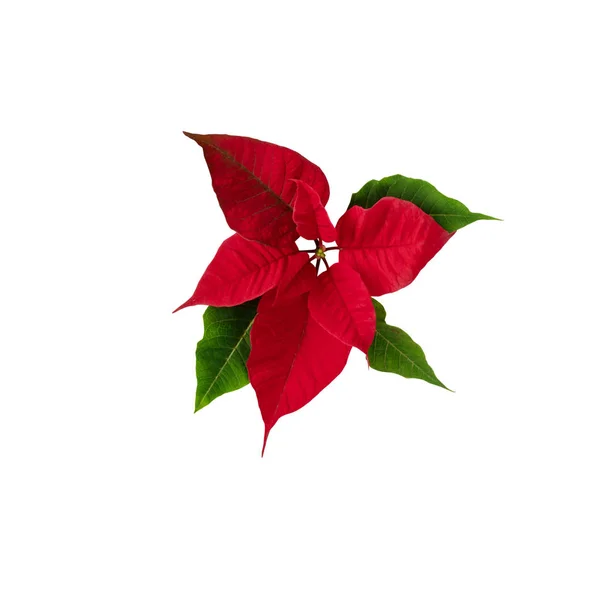 Flor de poinsettia roja aislada en blanco — Foto de Stock