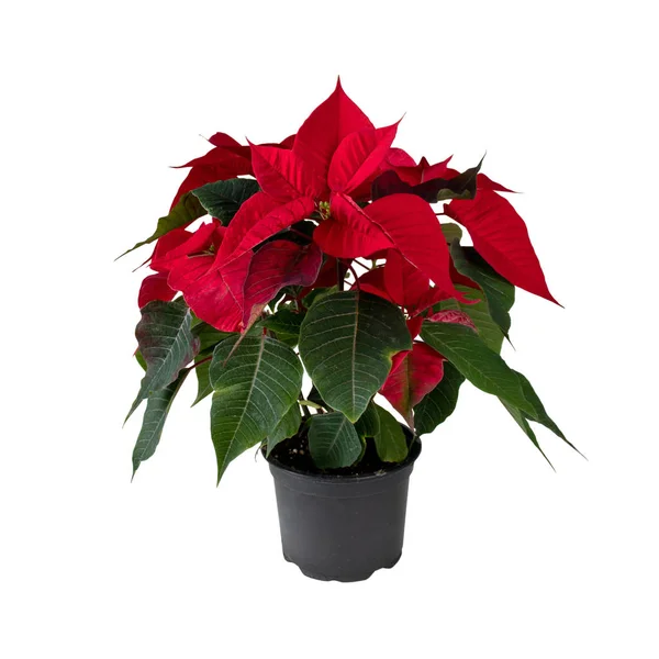 Poinsettia in the pot isolated on white — Stock Photo, Image