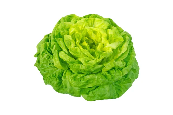 Trocadero lettuce salad rosette — ストック写真