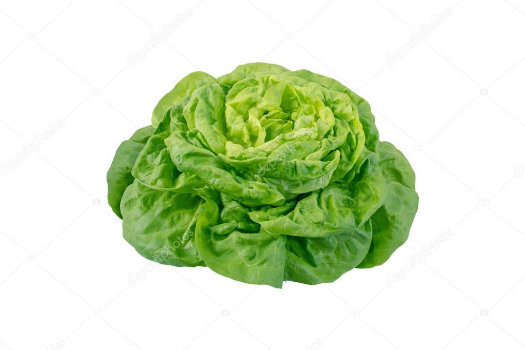 Butterhead lettuce salad head isolated on white